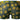 Trunk - Mens Petal Power Pouch Short Male Power 145 - 285 - S - Daisy Print - Male Power_145 - 285_Daisy Print_S - Male Power - 6
