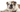 Malebasics teams up with Southern California Bulldog Rescue to save dog’s lives - Malebasics
