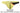G - String - Mens Desire Glaze G - String Private Structure DGUY4025 - S - Yellow - Private Structure - Malebasics