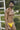 Bikini - Mens Imagination Bikini Clever 1659 - S - Yellow - Clever_1659_Yellow_S - Clever - 9