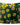 Mens Petal Power Pouch Short Male Power 145 - 285 - Male Power_145 - 285_Daisy Print_S - 7