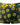 Trunk - Mens Petal Power Pouch Short Male Power 145 - 285 - S - Daisy Print - Male Power_145 - 285_Daisy Print_S - Male Power - 5